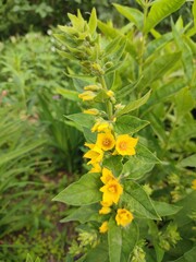 Beautiful summer flowers. Lysimachia vulgaris