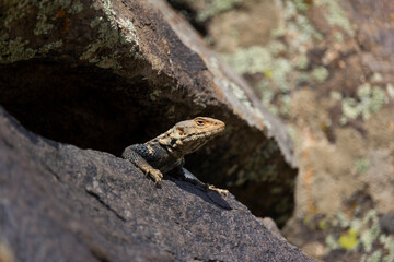 A sunlit lizard rests on a warm rock in Iran’s Alborz Mountains, blending into its rugged...
