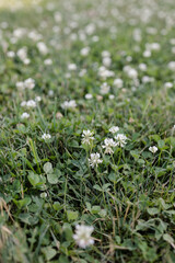 Fototapeta premium White clover blooming in a vibrant green field during early spring