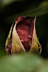 Red rosebud with water drops macro