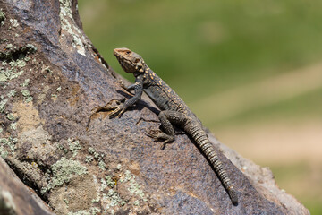 A sunlit lizard rests on a warm rock in Iran’s Alborz Mountains, blending into its rugged...