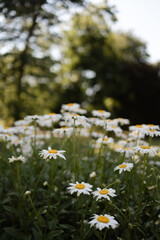 Field of white daisies blooming under sunlight in a serene garden setting during early afternoon
