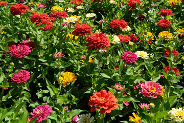 Colorful flowers on the flowerbed in the garden. Nature background. Floral background