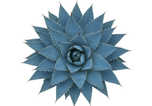 Overhead view of a blue agave plant rosette