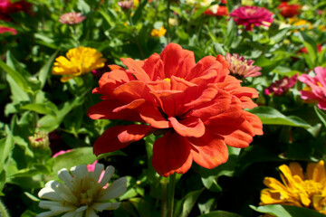 Colorful flowers on the flowerbed in the garden. Nature background. Floral background