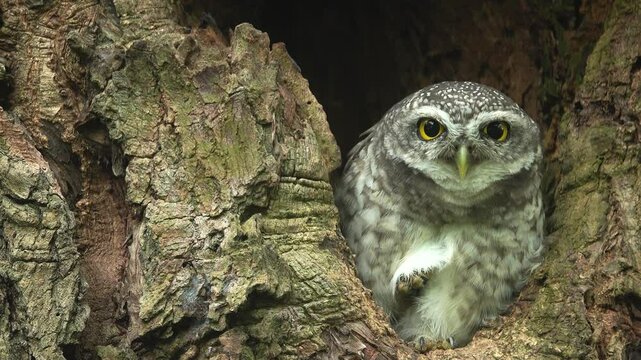Close-up of a spotted owl (Athene brama) perched on the rim of a tree cavity. This owl has striking yellow eyes, a pointed beak, and beautifully patterned plumage  