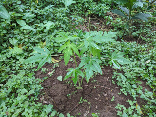 A young papaya plant thrives amidst lush green groundcover in a garden setting.