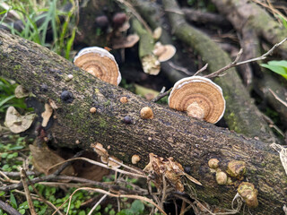 Close-up view of tree trunk with various fungi growing on the bark.
