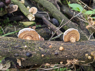 Fungi growing on decaying logs in a forest environment.