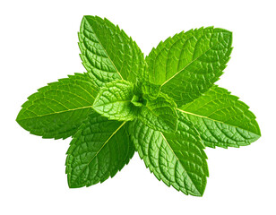Fresh Mint Sprig Isolated on Transparent Background