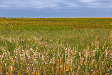 A scenic view of the prairie with tall, tan grasses in the foreground and green and golden grass behind. The sky is blue with white clouds. Badlands National Park,  South Dakota, USA.

