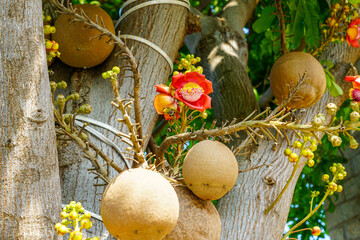 Bright Cannonball Tree Flower with Round Fruits and Buds in Tropical Vietnam Garden Close-up
