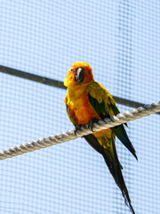 Colorful Sun Conure Parrot Perched on Rope in Aviary under Bright Tropical Sunlight