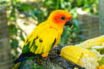 Bright Sun Conure Feasting on Corn in a Tropical Aviary under Sunlight in Mui Ne, Vietnam