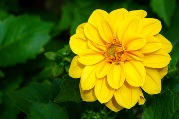 Golden Yellow Dahlia in Full Bloom with Lush Green Leaves in the Background of a Garden