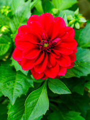 Brilliant Red Dahlia Flower in Full Bloom Surrounded by Fresh Green Leaves in a Garden Setting