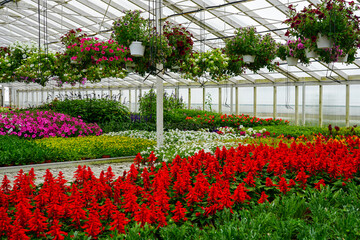 Colorful Flower Greenhouse Blooming with Petunias, Salvias, and Hanging Baskets in Full Display