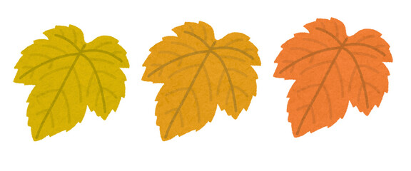autumn leaves isolated on white.