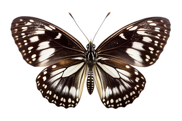 Striking Black and White Butterfly Close-up Photography of Insect Wings
