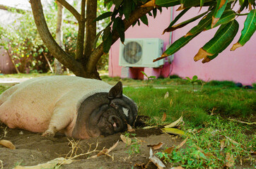 A large pig lying comfortably under a shady tree in a tranquil backyard, surrounded by greenery and an air conditioning unit. Peaceful and relaxing environment showing natural animal behaviour.