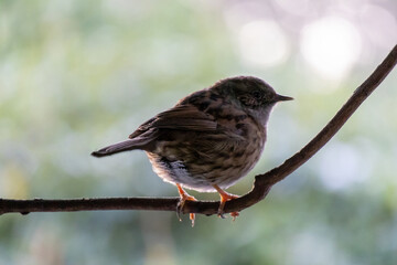Sparrow sitting on a one bold tree branch. Close up photo. Blurred background