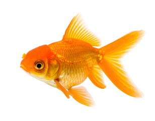 Fototapeta premium A vibrant orange goldfish swims gracefully, showcasing its beautiful fins and scales in detail.