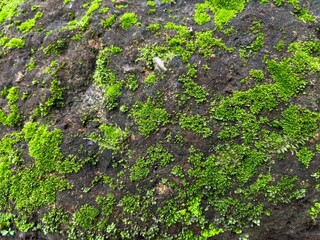 Green Moss Growing on Rock Surface – Natural Texture Background