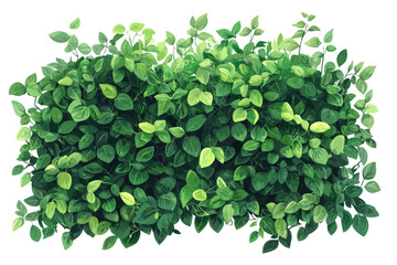 Dense, layered hedge with intertwining branches and thick green foliage, botanical style, white background