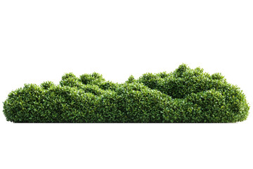 botanical green hedge with realistic textures isolated on white