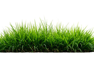 Obraz premium Lush green blades of fresh grass stand tall and vibrant, perfect for natural design elements.