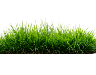 Lush green blades of fresh grass stand tall and vibrant, perfect for natural design elements.