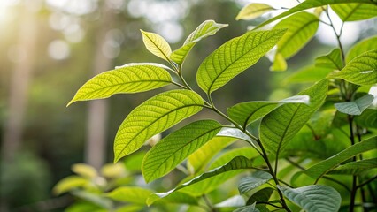 Obraz premium Kra Prao (Holy Basil), sharp and realistic, Photo, Natural light