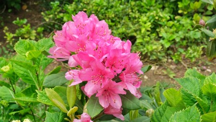 Close-up pink rhododendron flowers with leaves