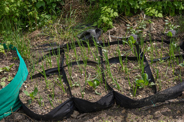 Community garden shows vibrant vegetable growth