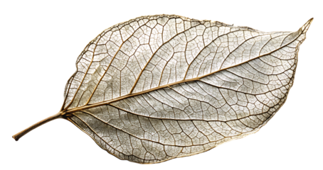 Delicate skeleton leaf golden veins nature