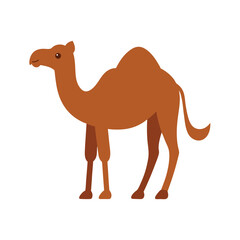 two-hump-bactrian-camel-vector-illustration-on-whi.eps