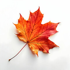 A dried autumn maple leaf showcasing warm hues and natural texture; perfect for seasonal decor,