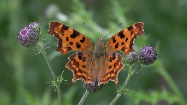 Comma Butterfly (Polygonia c-album) feeding on a Thistle flower. July, Kent, UK [Slow motion x5]