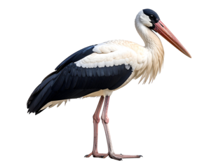 A majestic stork stands tall, showcasing its striking black and white plumage and long reddish beak.