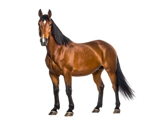 Obraz premium A majestic brown horse with a dark mane and tail stands proudly, showcasing its powerful physique.