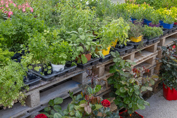 Pallets of herb and flower plants