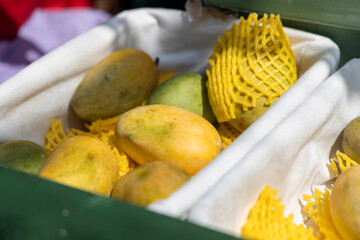 Fresh mangoes wrapped in protective mesh in a fruit basket