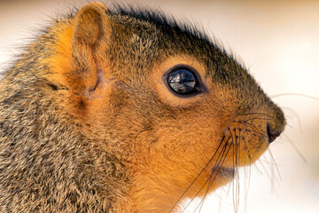 Extreme Close-Up Profile of Fox Squirrel Showing Fur Texture and Reflective Eye