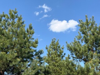Pine trees in coniferous forest 