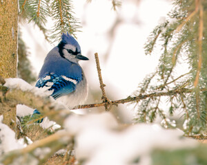 Blue Jay Perched Among Snowy Pine Branches in Winter Forest