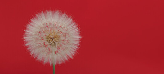 Elegant dandelion (Taraxacum) with delicate structure on vibrant red background. Artistic floral composition with abstract atmosphere and soft light. Perfect for design and seasonal themes.