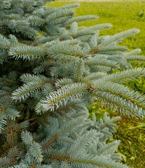 Blue spruce branches in a close-up style, in blue and green colors, representing nature and winter...