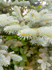 Blue spruce needles in a detailed macro style, in silvery-blue colors, representing natural patterns with copy space