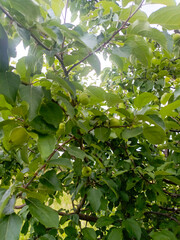 Green apples on a branch in a realistic style, in green and leafy colors, representing summer and growth