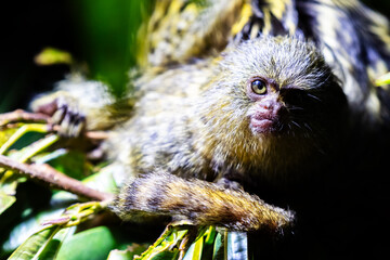 Western pygmy marmoset monkey. Mammal and mammals. Land world and fauna. Wildlife and zoology